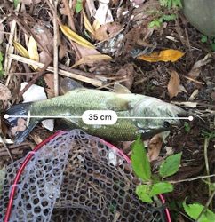 まさかのゲスト