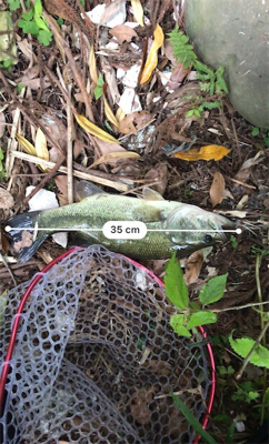 まさかのゲスト