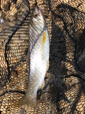 イトウ狙いが・・・