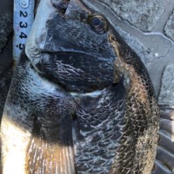 記録更新！ならず！