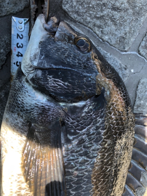 記録更新！ならず！