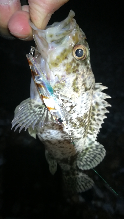 ナイトメバリング