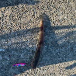 えそばっかり！の巻。