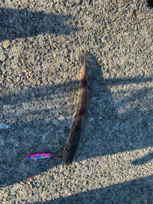 えそばっかり！の巻。