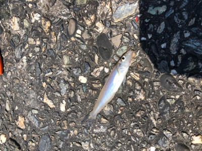 ただ巻きでも釣れました！