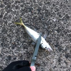 深夜 早朝アジング