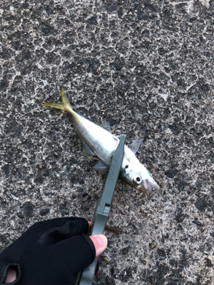 深夜 早朝アジング