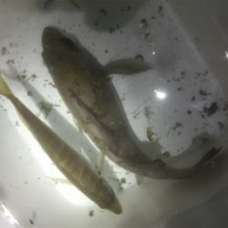 プリップリのプラッキングメバル