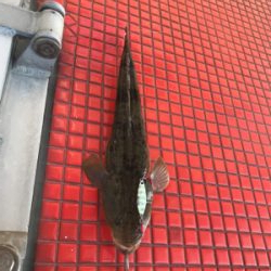 メタルジグでフラット祭り