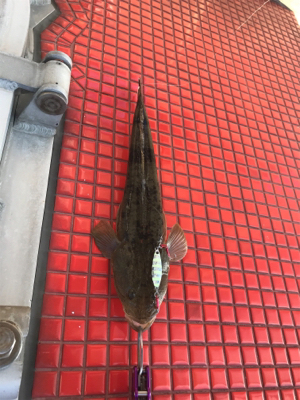 メタルジグでフラット祭り