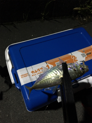 ナイトアジング