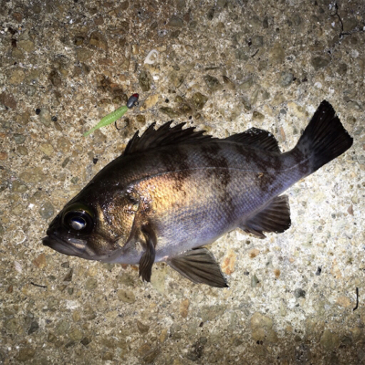 数釣りライトゲーム