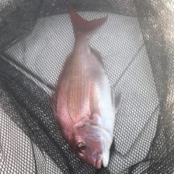 タコ  鯛  二本立て