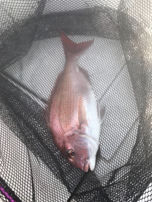 タコ  鯛  二本立て