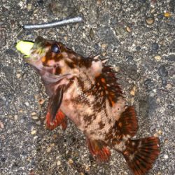 江差鴎島にて！