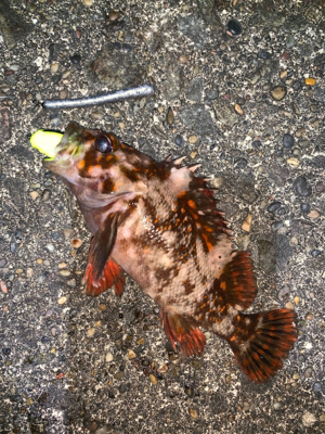 江差鴎島にて！