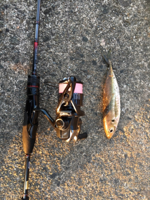 短時間アジング