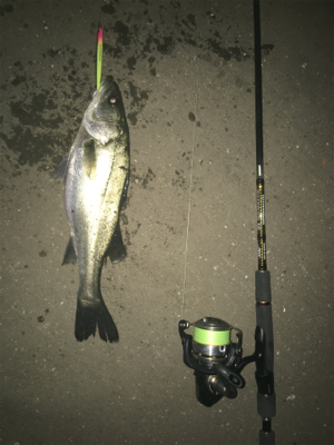 どうしても行きたくて