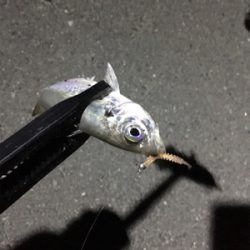 ナイトアジング