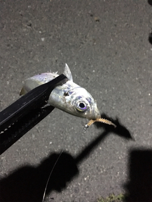 ナイトアジング