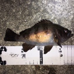 漁港で数釣りメバリング