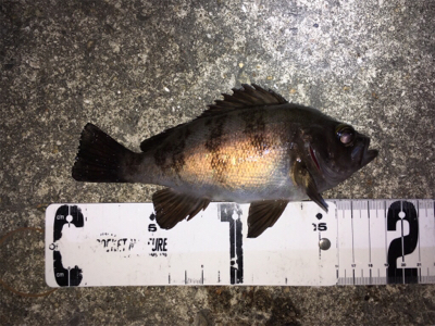 漁港で数釣りメバリング