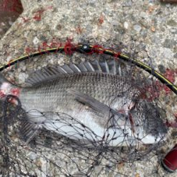 神戸沖堤防 チヌフカセ