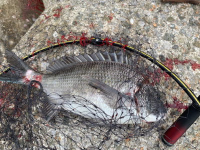 神戸沖堤防 チヌフカセ