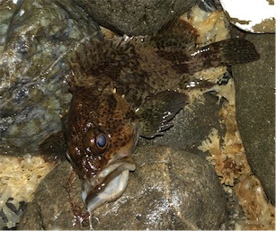 恒例出勤前短時間浅場釣行