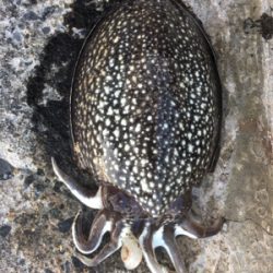 サクッとコウイカ