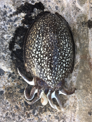 サクッとコウイカ