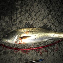 令和第1号やっと釣れた