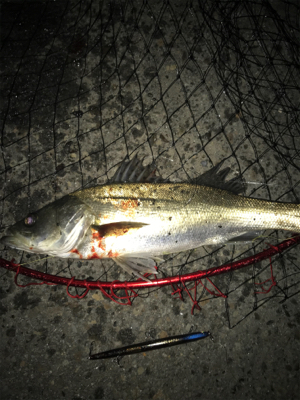 令和第1号やっと釣れた