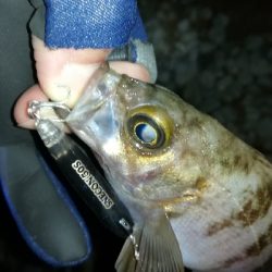 ナイトプラッギング