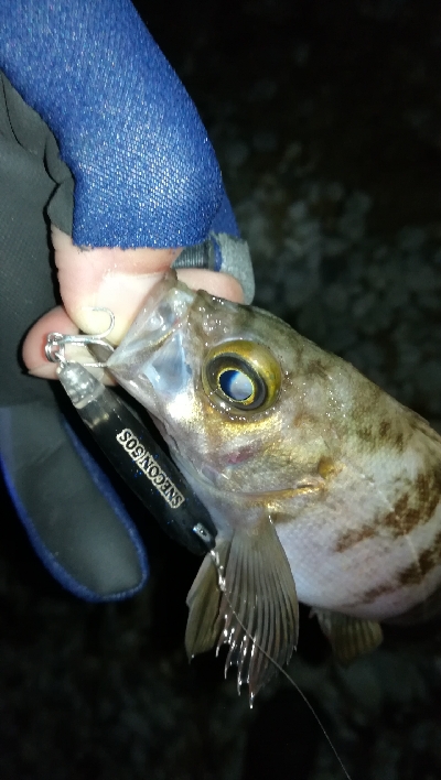 ナイトプラッギング