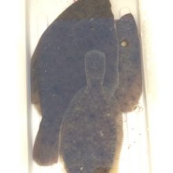 久しぶりの場所でカレイ釣り