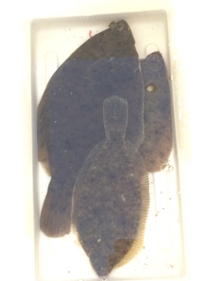 久しぶりの場所でカレイ釣り