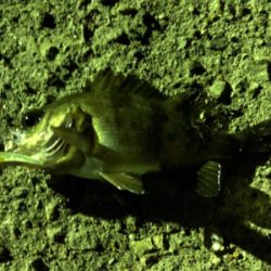 快適メバリング