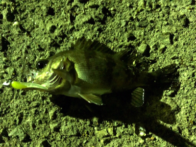 快適メバリング