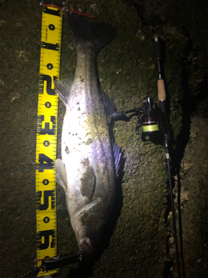 よく釣れました。