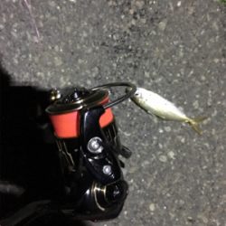 ナイトアジング