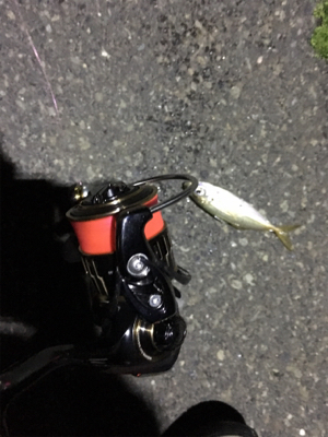 ナイトアジング