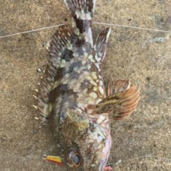 自磯に渡ってジグで根魚