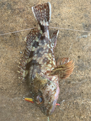 自磯に渡ってジグで根魚
