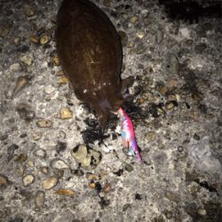 夕まずめ春イカ