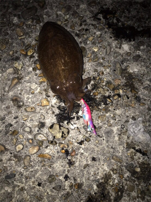 夕まずめ春イカ