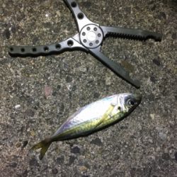 短時間アジング