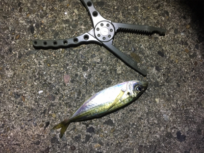 短時間アジング