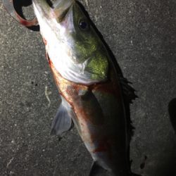 サクっとシーバス