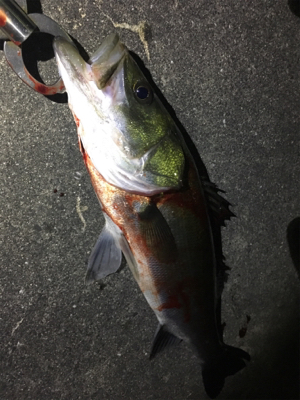 サクっとシーバス